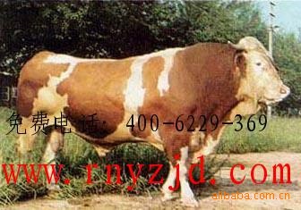 浙江养殖基地出售鲁西黄牛 鲁西黄牛养殖技术 鲁西黄牛效益分析