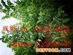 川早1号核桃苗，川早1号核桃苗栽种前景，川早1号核桃苗栽种价值