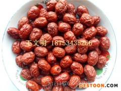 乐陵金丝小枣产地