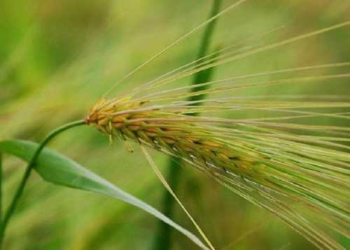 燕麦草种植栽培技术