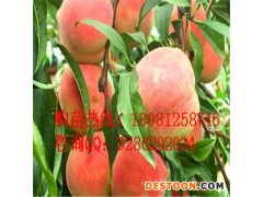 晚熟桃子苗，晚熟桃子苗批发，晚熟桃子苗价格，晚熟桃子苗基地