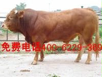 出售改良育肥肉牛犊、小牛犊 免费提供全面的养殖技术