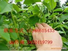 川早2号核桃苗，基地，批发，价格