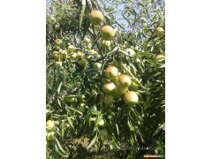 山东冬枣什么时候上市