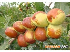 鲜枣批发收购就到山东鲜枣产地来