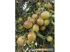 鲜枣产地供应商