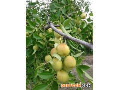 大枣产地低价供应代收鲜大枣、鲜脆枣