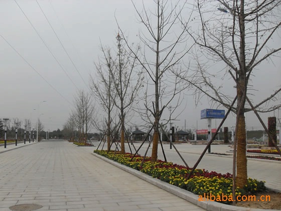 银杏、银杏树、银杏树价格、银杏苗木价格