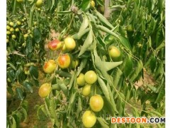 山东乐陵鲜枣8月初低价上市了