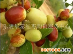 山东诚信鲜枣代办供应商
