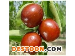 山东早熟鲜枣代办电话