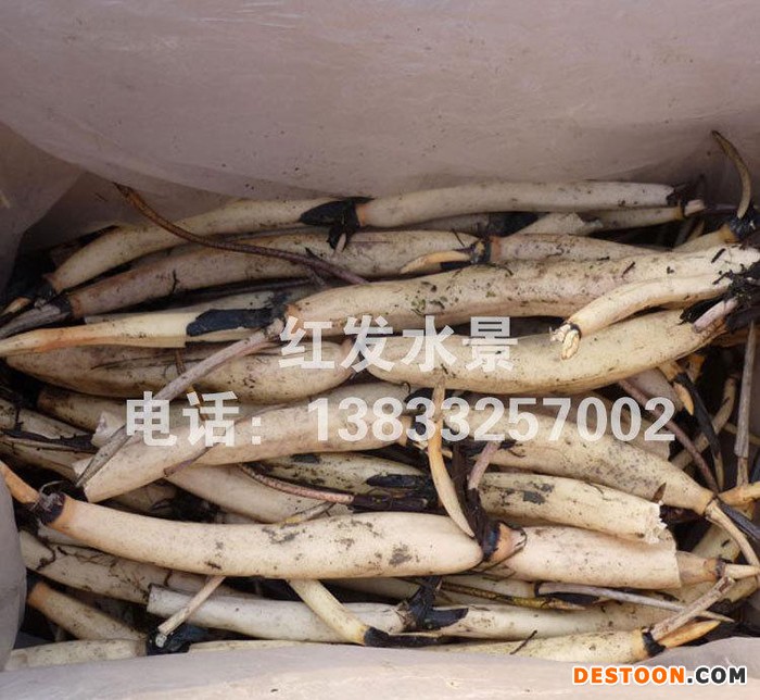 直销挺水植物藕苗观赏食用藕苗特价莲藕苗莲藕种