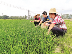 进入水稻生长关键期，我市农技专家下乡为农户支招适时露晒田 防控病虫害