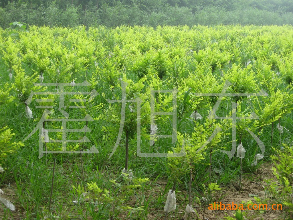 庭院观赏花卉 绿化苗木 红叶李 规格齐全苗木