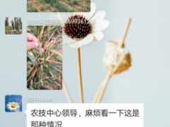 合阳：“合阳农技义务群”及时帮农解难题