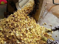 供应FX-1500型洗鱼机 去鱼鳞机 三文鱼清洗加工成套设备