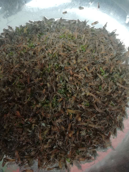 革吉县鱼苗桂鱼苗