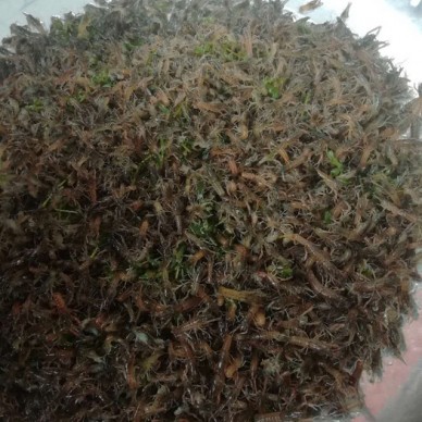 革吉县鱼苗桂鱼苗