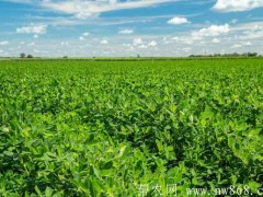 种植经历：农作物减产技术——摘心