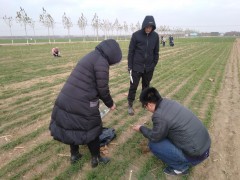 邢台市小麦综合实验站展开小麦越冬期苗情调查