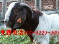 2011年肉羊养殖（6000只优质肉羊待售）免费提供养殖技术