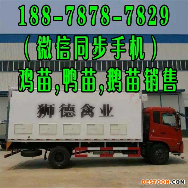 黄石东涛鸡苗批发市场 绿壳鸡蛋鸡苗卖出售