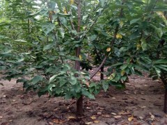 泰肥农业 樱桃苗 优质红灯樱桃苗  樱桃苗价格 樱桃苗批发 樱桃苗品种 欢迎选购