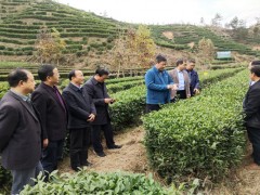 省人大常委会环资委来汉调研古茶树资源维护应用及茶产业开展状况