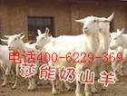 售3000只奶山羊 奶山羊养殖的效益分析 一天产奶量6公斤