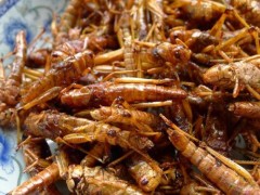 油炸蚂蚱 - 天津河东区特产大全特产