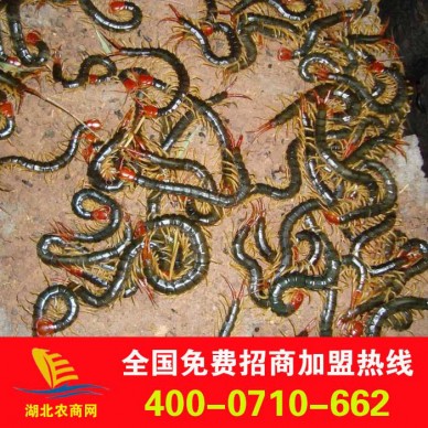 大量供应优质金头蜈蚣 蜈蚣种苗  免费提供技术指导 回收产品