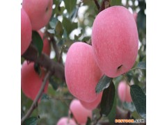 供应优质苹果苗 蛇果苹果树苗基地直销 蛇果苹果树小苗批发 润森农业货源充足 规格齐全 欢迎选购