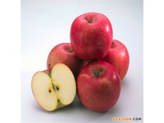 果树苗  蛇果苹果矮化苗品质优良 易挂果