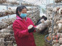 采摘扶贫香菇-襄阳晋中市农业农村局