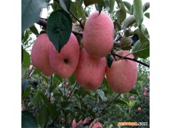 昭通市美国蛇果苹果苗雨季注意及时排水