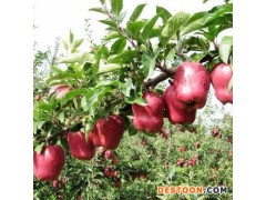 润森农业蛇果苹果树苗 蛇果苹果苗 嫁接/矮化苹果苗不同规格报价 早中晚熟苹果树苗品种介绍