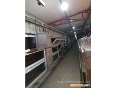 鸭舍专用锅炉 长期供应