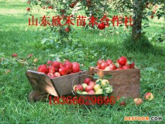 蛇果苹果苗、蛇果苹果苗价格、 矮化苹果树苗