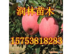 批发蛇果苹果苗 蛇果苹果苗价格 高产量蛇果苹果苗