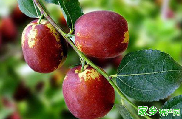 赞皇金丝大枣 -石家庄赞皇特产