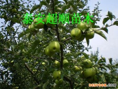 苹果苗   蛇果苹果去哪找，山东泰安看超顺    量大质优  当年结果