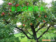 苹果苗基地批发优质蛇果苹果苗 当年结果 量大价优 适合各地种植