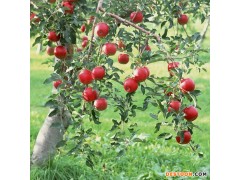 苹果苗  蛇果苹果苗  当年结果 适宜各地种植   专家指点栽培