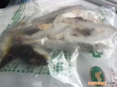 吃享美食 河豚鱼