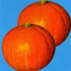 黑美甜栗南瓜种子