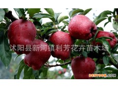 果树红蛇果苹果/嫁接苹果树苗抗寒耐旱