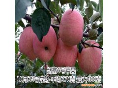 山东现代农业科技有限公司   蛇果苹果苗批发   蛇果苹果苗量大从优