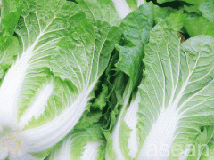 天津大白菜 - 天津河东区特产大全特产