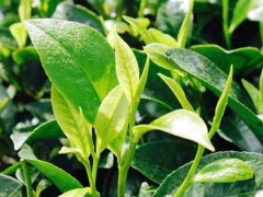 茶树种植、移栽、修剪及病虫害防治技术