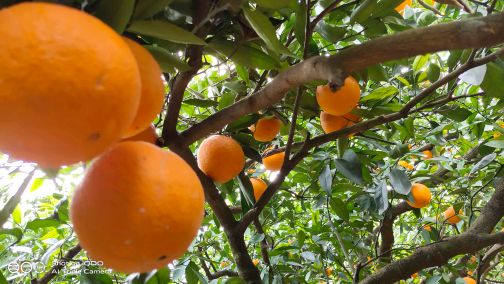 [供]奉节脐橙，脆嫩化渣，味道甜，富含丰富维生素